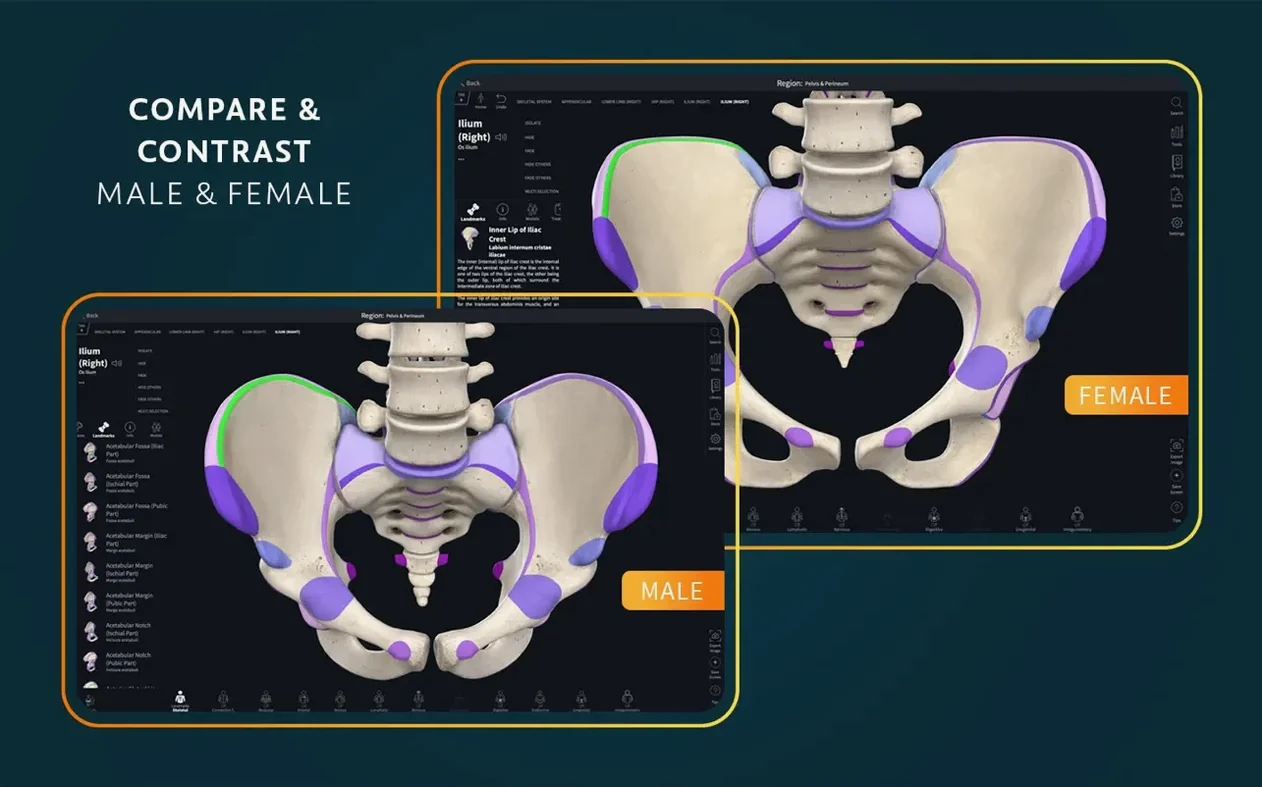 Complete Anatomy — tour 4 Complete Anatomy toolbar view 4